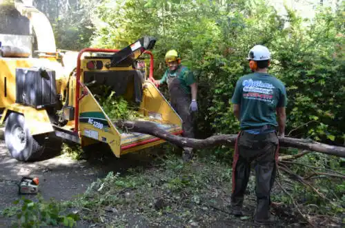 tree services Sibley